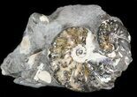Hoploscaphites Ammonite Cluster- South Dakota #44051-1
